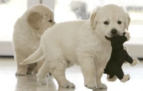 Propuesta de National Geographic para cuidar a las mascotas de la pirotecnia