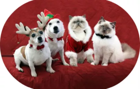 Beneficios de regalar una mascota en Navidad 