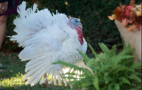 Tradiciones navideñas que surgieron en Latinoamérica