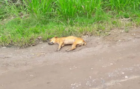 Envenenan más de 25 perros y gallinas en finca de Renacimiento en Chiriquí 