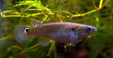 Científicos estudian peces que sobreviven sin reproducirse sexualmente por millones de años