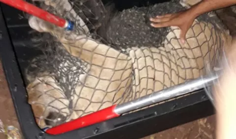 Contacto con animales salvajes, culpa del hombre