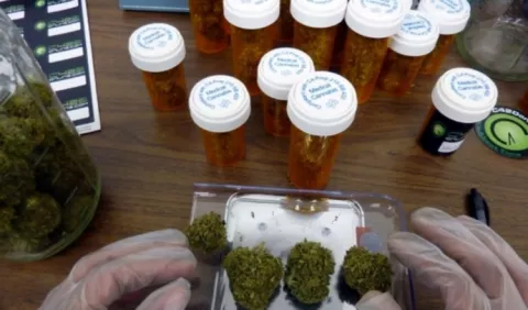 Asamblea acoge proyecto sobre uso de cannabis