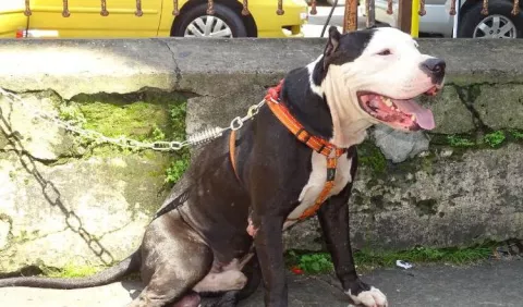 Ley de perros peligrosos va a incluir los gatos