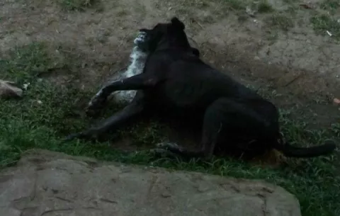 Denuncian matanza de perros en Piedra del Sol, en Santiago