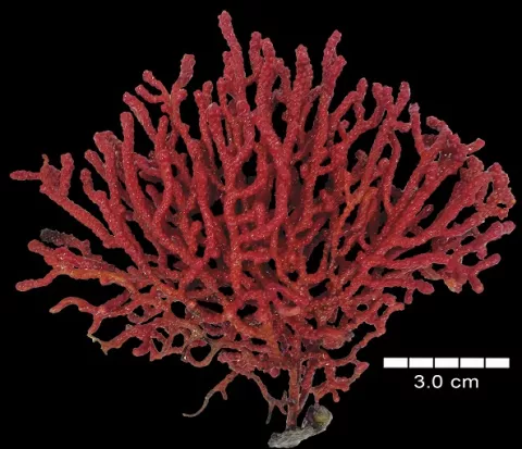Hallan nuevas especies de corales blandos fractales en Panamá y Costa Rica