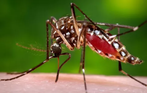 Muertes por fiebre amarilla suben 53 % en una semana y llegan a 81 en Brasil