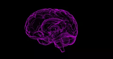 Durante la excitación sexual el cerebro femenino funciona mejor que el masculino 