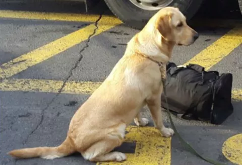 Can antidrogas panameño descubre cocaína en maleta 'abandonada'
