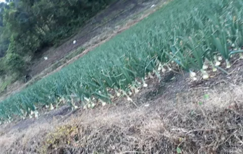 Productores de cebolla en Tierras Altas exigen al Mida cumplir normas técnicas