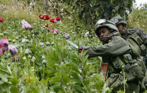 Bolivia subraya su compromiso para erradicar el cultivo ilegal de la coca