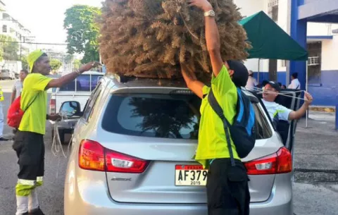 Autoridad de Aseo recolecta 7,000 arboles de Navidad