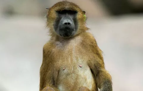 Cincuenta monos se escapan de sus jaulas en París
