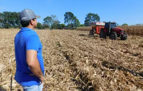 Productores santeños fijan el precio del maíz