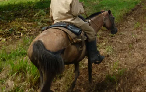 En comarca, mata y descuartiza caballo enfermo porque no pudo venderlo 
