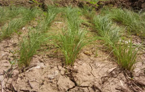Lluvias afectan semilleros de cebolla en Natá
