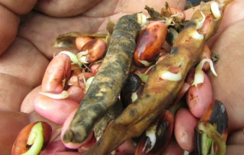 Unos 180 productores de porotos son afectados por las lluvias en Herrera