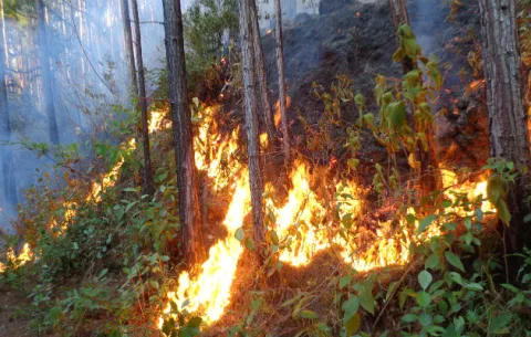 Durante la época seca se incrementan los incendios de masa vegetal