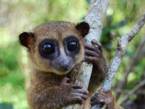 Descubren una nueva especie de lémur enano