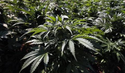 Tema de la legalización de la marihuana irrumpe en la precampaña electoral de México