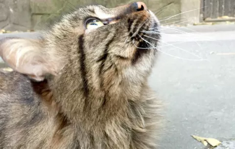 Medio millón de mascotas son abandonadas al año en territorio mexicano