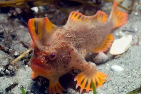 Hallan peces ‘caminantes’ en Australia 