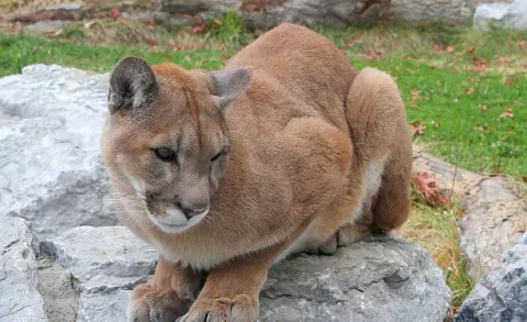 Declaran extinto al puma oriental Norteamericano