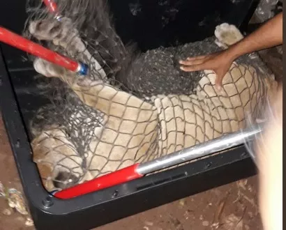 Puma rescatado en Nueva Libia fue liberado en la madrugada de hoy