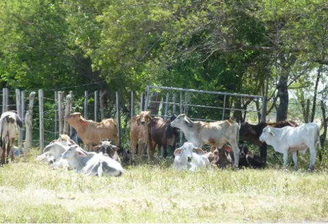 Denuncian muertes de reses por bacteria en tierras altas de Las Minas