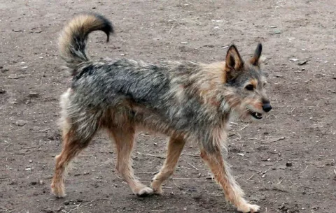 Denuncian la matanza de perros callejeros en las sedes del Mundial de fútbol