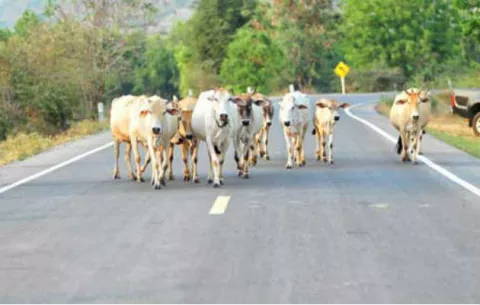 Una vaca obliga a desviar vuelos internacionales en aeropuerto de la India