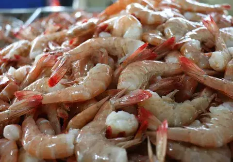 Consumo de langostinos está en  peligro, ante una baja reproducción