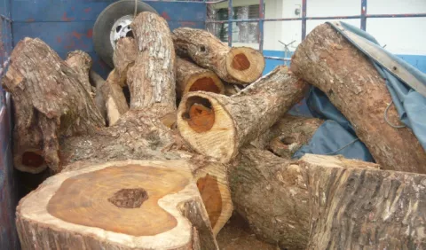 Decomisan madera ilegal en Los Santos