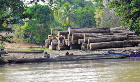 Madera ilegal, a disposición de las cárceles