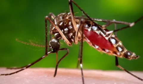 Nuevo caso de fiebre amarilla en Argentina 