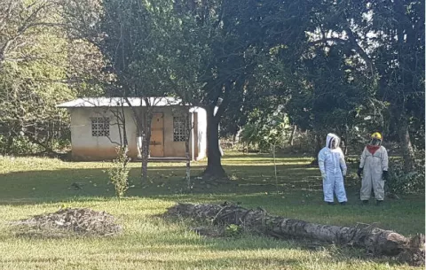 Abejas africanizadas atacan a tres adultos mayores en La Mata de Santiago