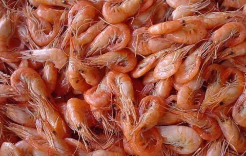 Veda del camarón está vigente y culminará el 11 de de abril próximo 