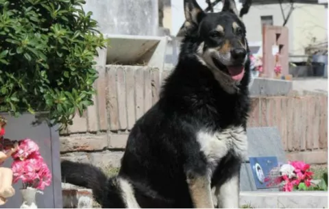 Muere 'Capitán', perro que cuidó una década la tumba de su amo 