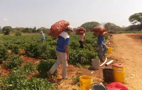 Productores preocupados porque el Mida ejecutará Plan Maestro del Agro