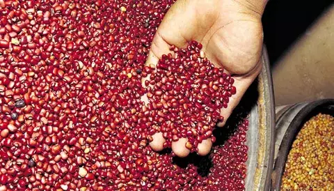 Productores de frijol chiricano tienen pérdidas por importaciones