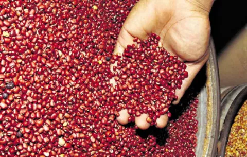 Peligran 25 mil quintales de frijoles en Chiriquí si no encuentran salida  a crisis 