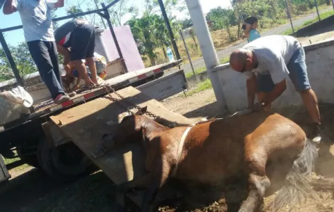 ¡Horror! Ni los caballos se salvan de las balas en David