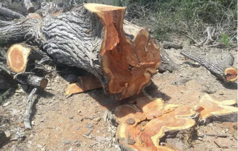 Retienen madera talada sin autorización en El Pájaro de Pesé