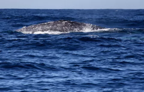[VIDEO] Turistas aprecian el mayor espectáculo de ballenas grises en México
