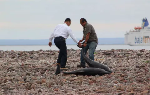 Cerca de 20 delfines mueren en una de las playas de México