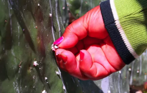 Un insecto ayuda a pobladores mexicanos a salir de la pobreza