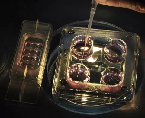 Desarrollan óvulos humanos hasta su madurez en el laboratorio