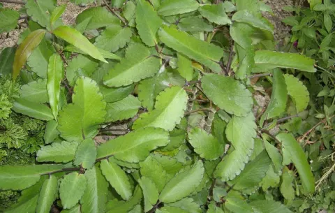 La bruja, una planta que arrasa con especies nativas 