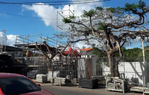 Penonomeños molestos por poda de árbol para tarima del carnaval