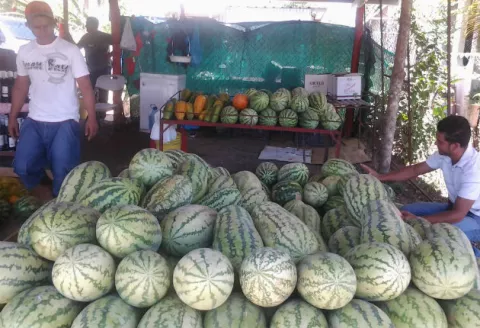  Mal tiempo afecta cosecha de sandía y melón en Herrera 